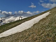 19 Bianchi fiori di Crocus vernus (Zafferano maggiore) crescono appena la neve si scioglie